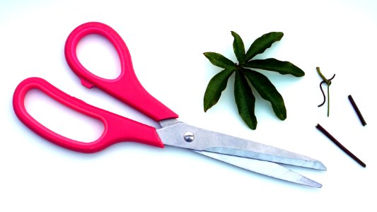 Red Scissors Near Green Leaf