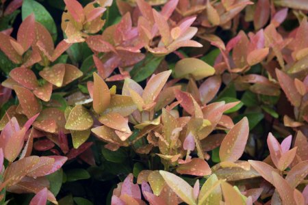 Pink And Brown Plant With Rain Drops