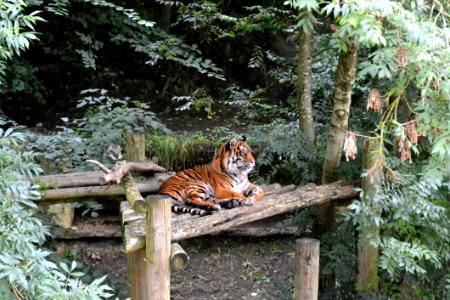 Brown And Black Tiger Sitting On Brown Wooden Table During Daytime photo