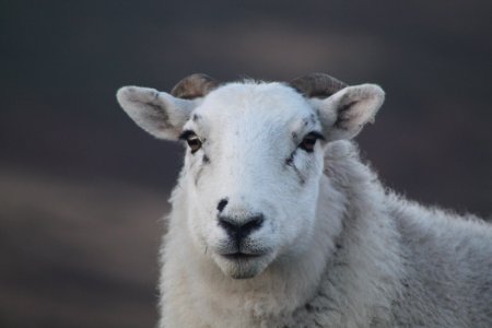 Ram Portrait photo