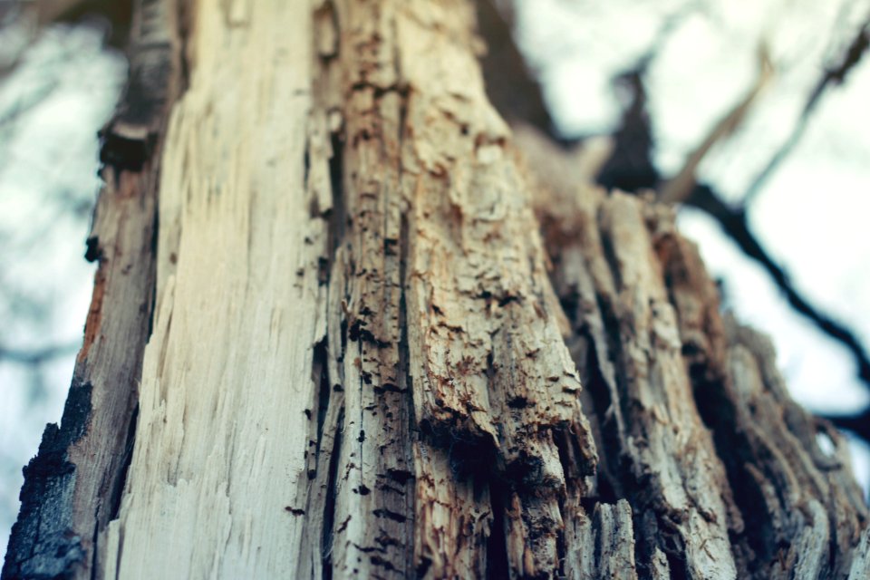 Closeup Photography Of Bare Tree