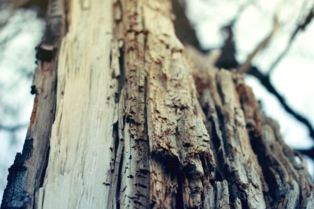 Closeup Photography Of Bare Tree