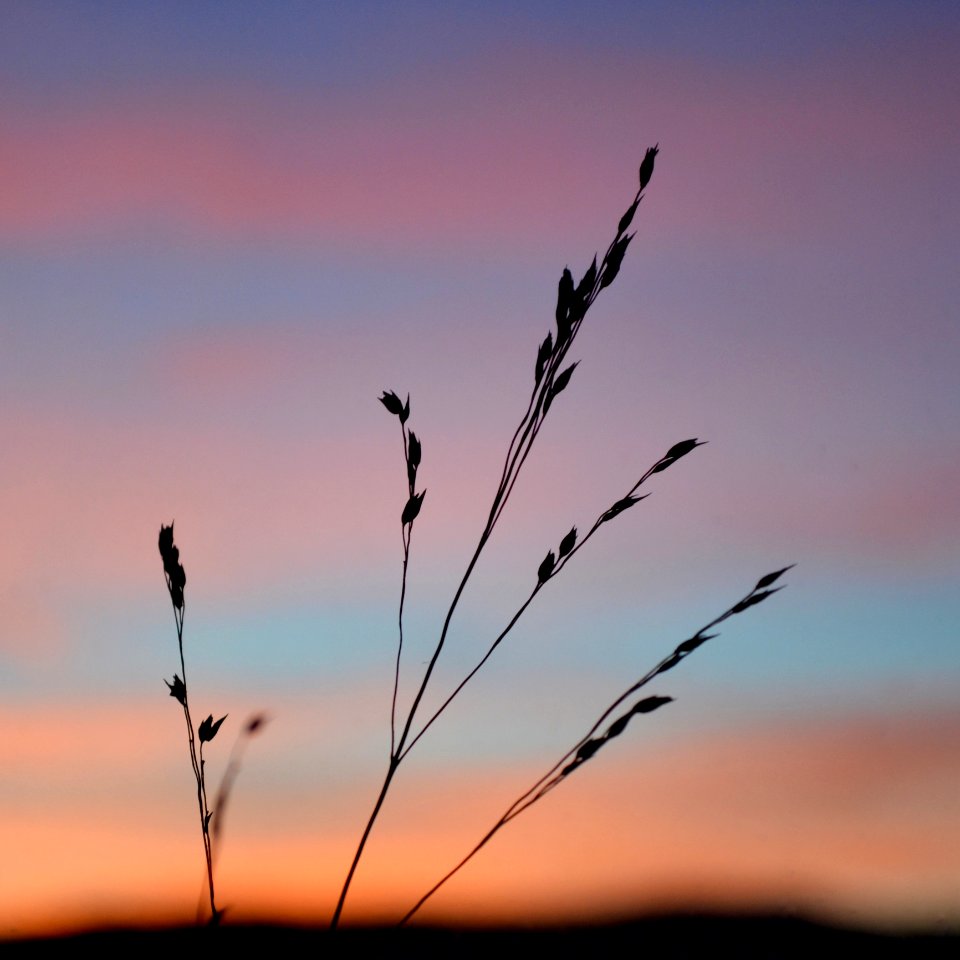 Blade Of Grass At Sunset