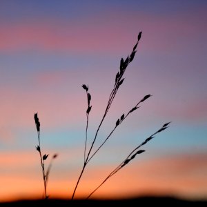 Blade Of Grass At Sunset photo