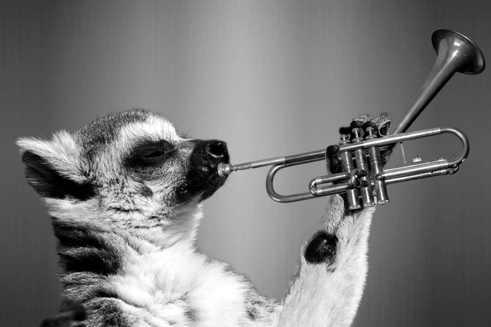 Lemur Playing Trumpet