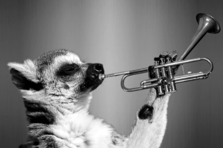 Lemur Playing Trumpet photo