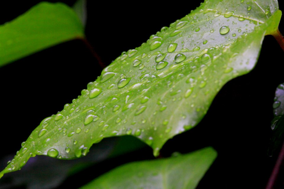 Raindrops On Green Leaves