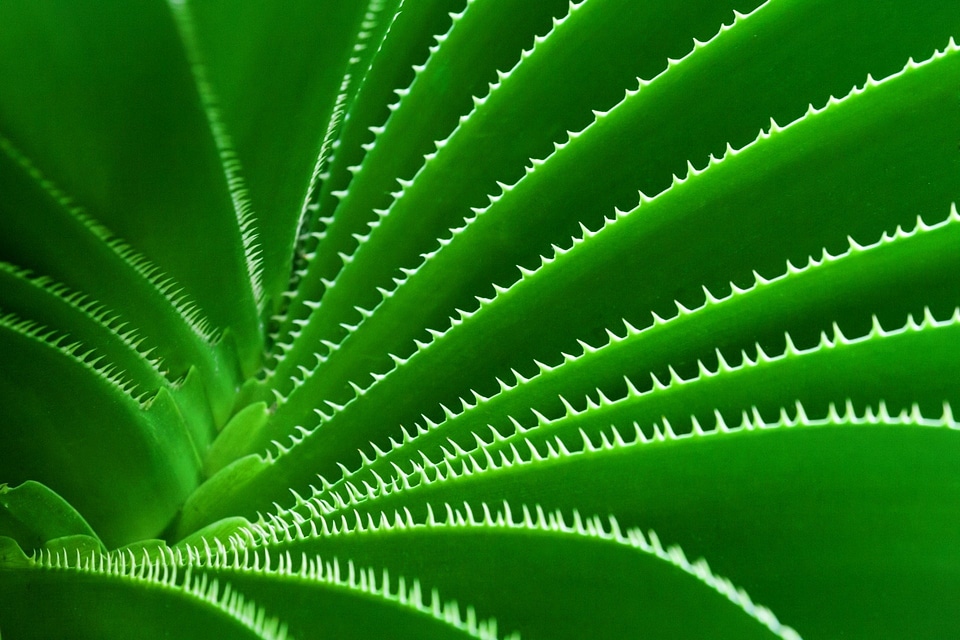 Cactus plant pattern