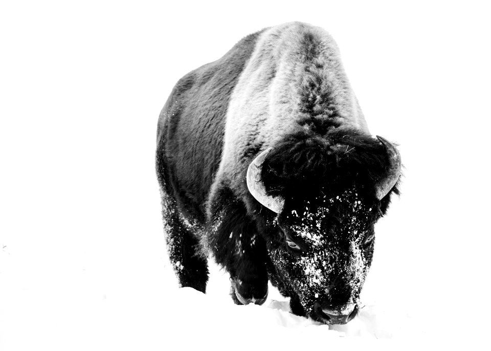 American bison, or buffaloes, in Yellowstone National Park in the northwest corner of Wyoming. Original image from Carol M. Highsmith’s America, Library of Congress collection.