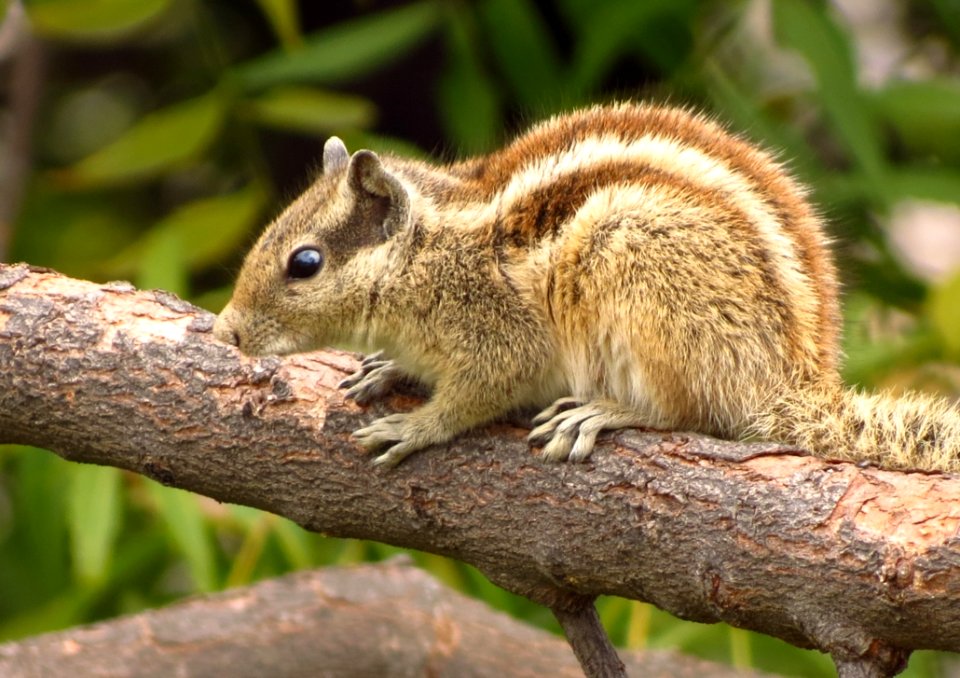 Squirrel On Branch