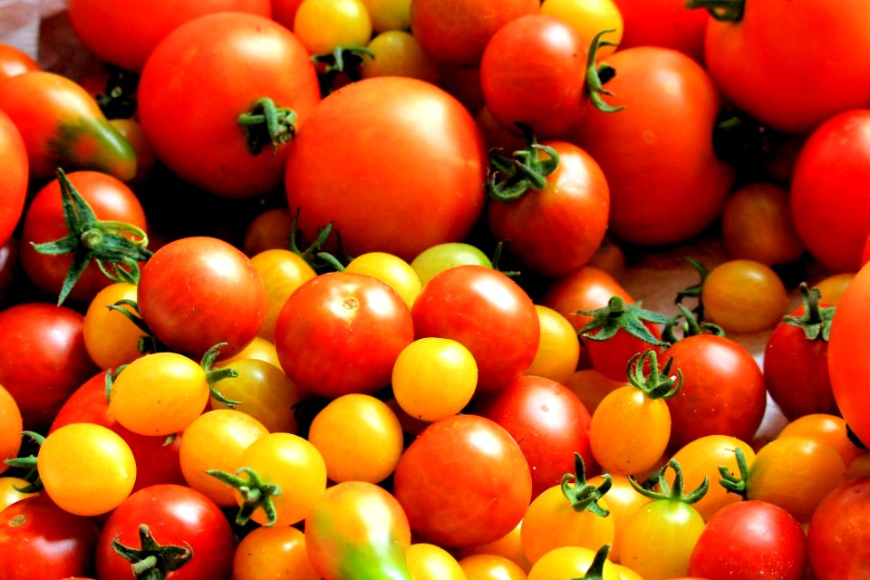 Red Tomatoes