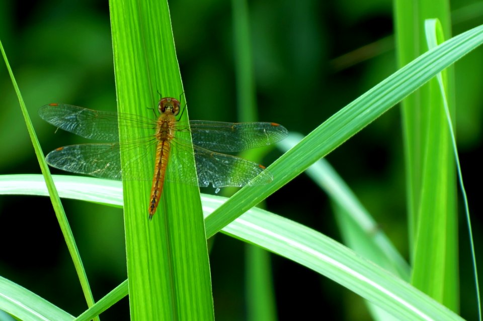 Insect On Green Grass photo