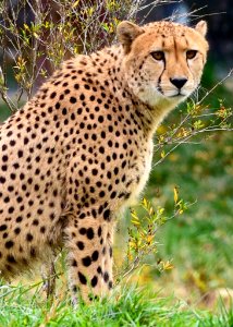 Cheetah In Green Grass Lawn photo