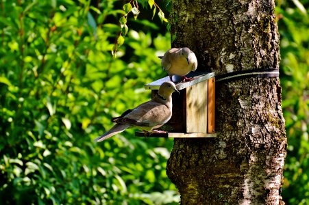 Brown And Beige Short Beak Claw Foot Bird On Bird House photo