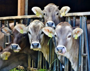 4 Cows Behind Black Metal Rails photo