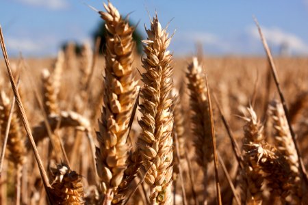 Brown Wheat Under Blue Sky photo