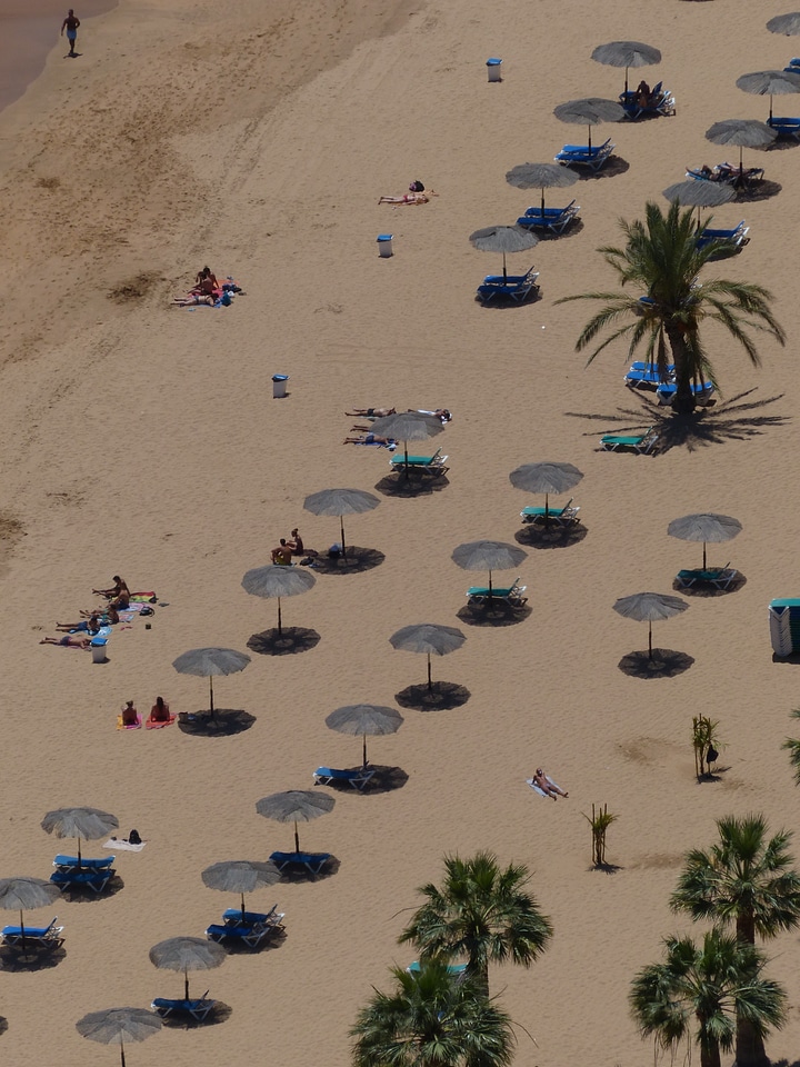Palm trees playa las teresitas tenerife