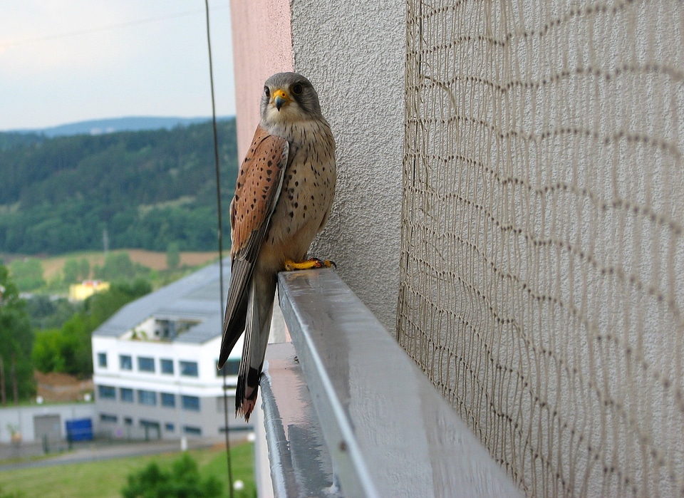 Perched nature outside