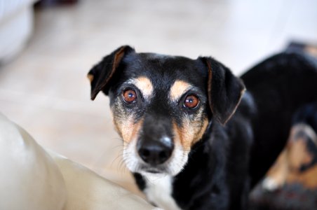 Portrait Of Dog At Home