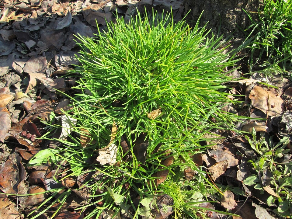 Green tuft summer