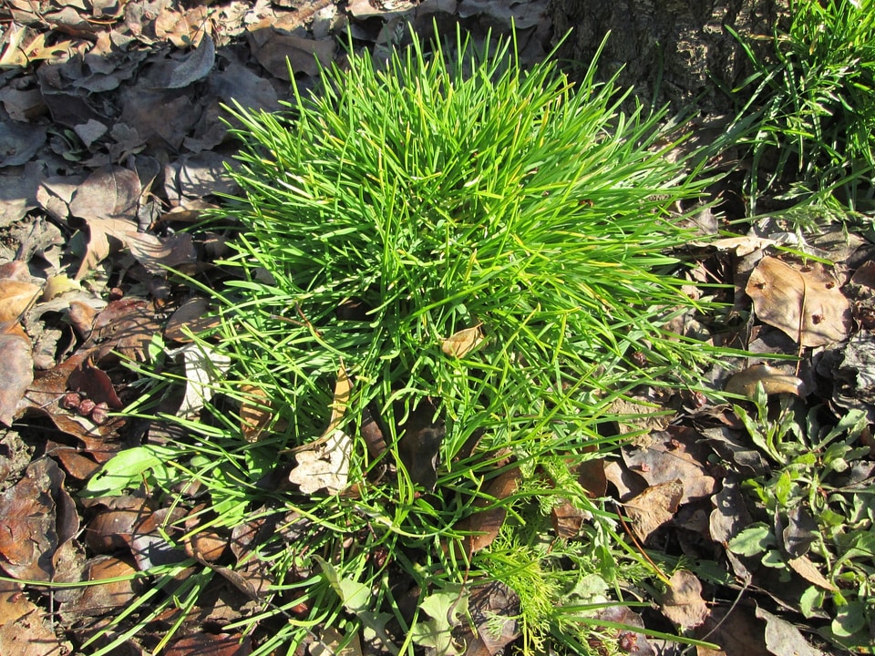 Green tuft summer photo