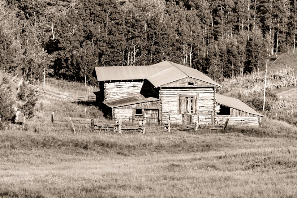 Gray Scale Photography Of House Beside Trees