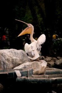 White Pelican On Rock