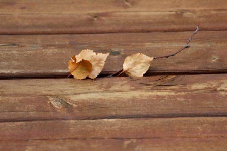 Brown Dry Leaves On Brown Wooden Plank photo