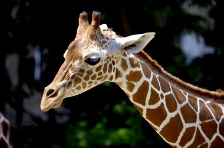 Brown Giraffe During Daytime photo