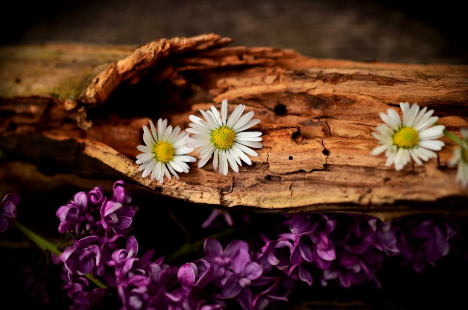 White Petaled Flower On Brown Trunks