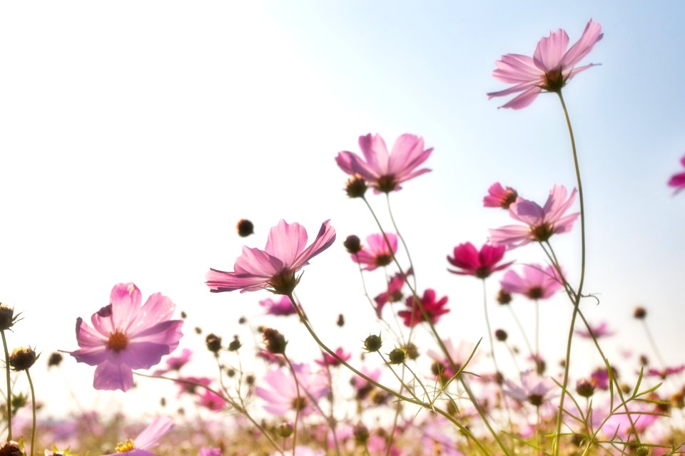 Pink Flower Field