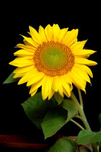 Yellow Flower Plant In Macro Shot