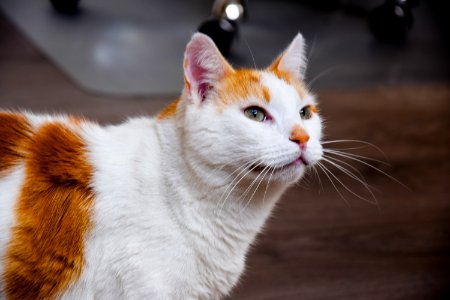 Brown And White Cat photo