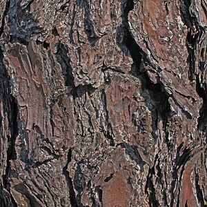 Wood rough background