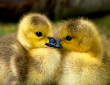 2 Yellow Ducklings Closeup Photography photo