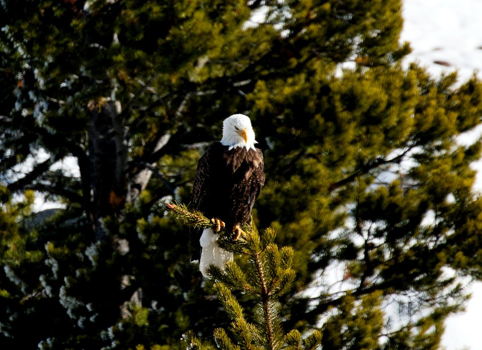 A young bald eagle surveys the world below in the vast Wyoming portion of Yellowstone National Park. Original image from Carol M. Highsmith’s America, Library of Congress collection.