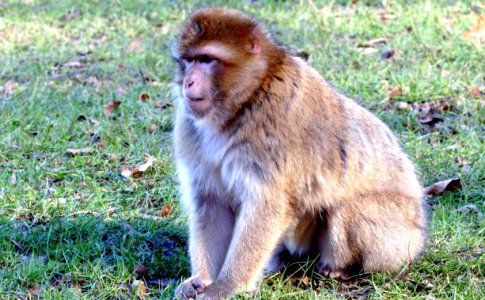 Brown Monkey On Green Grass During Daytime photo