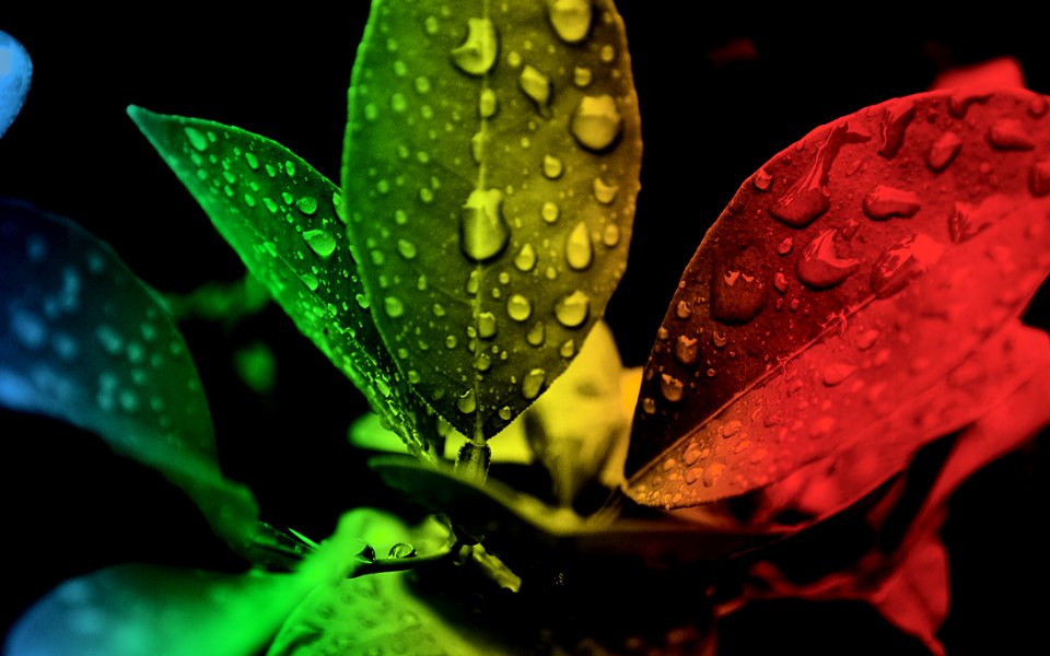 Red Green And Black Leaf Edited Focus