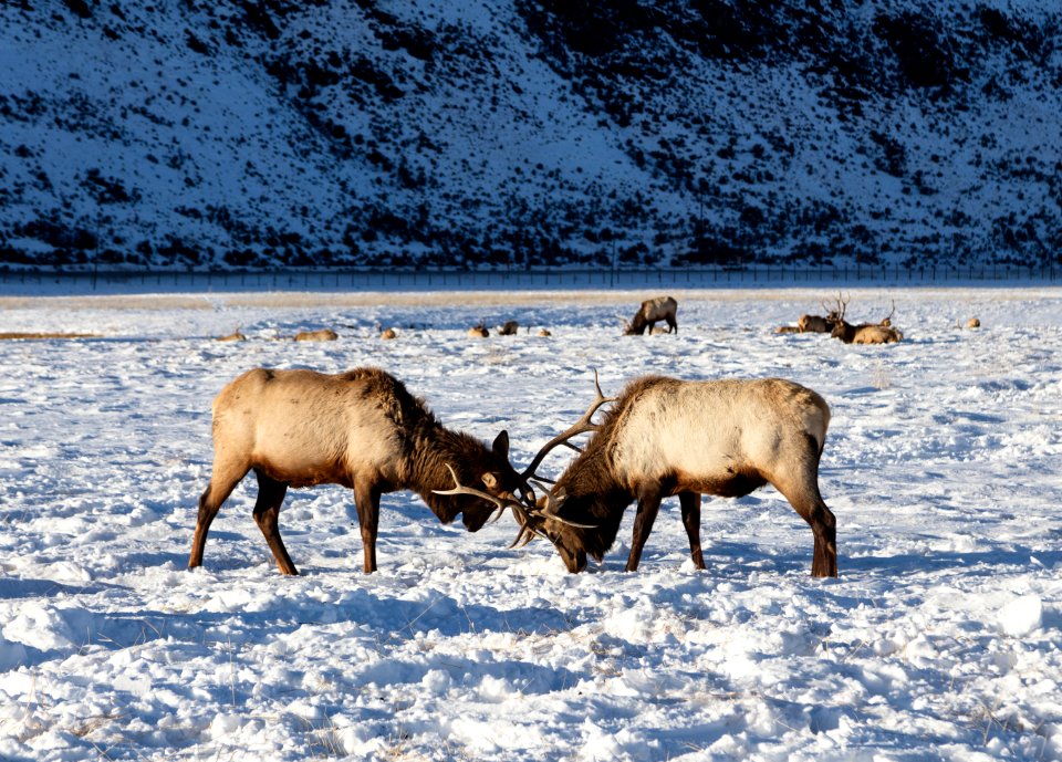 Elk at the U.S. Fish & Wildlife Service's elk refuge in Jackson Hole, Wyoming, a valley on the edge of Grand Teton National Park. Original image from Carol M. Highsmith’s America, Library of Congress collection.