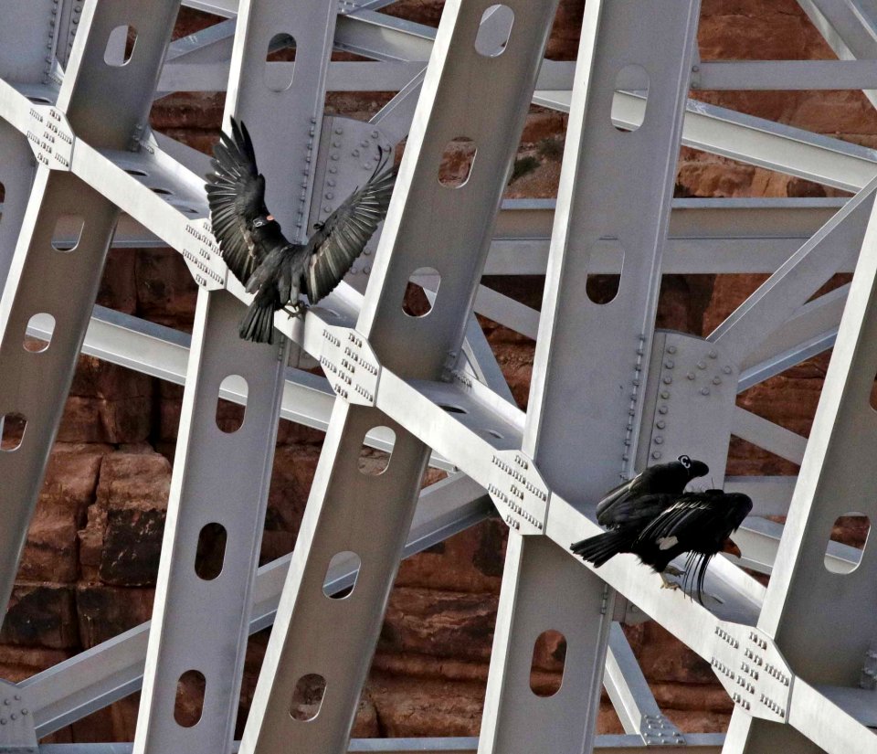 Black Birds On Scaffolding photo