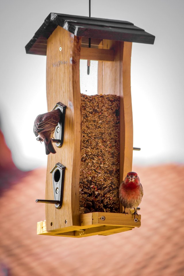 Birds On Brown Wooden Feeds Dispenser