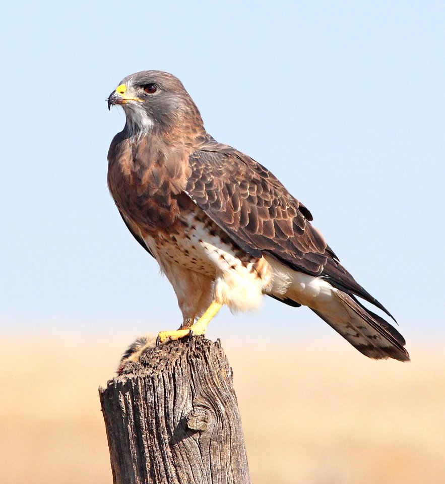 White And Brown Bird