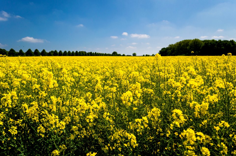 Field Of Yellow Petaled Flower