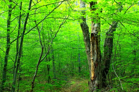 Brown Trunk Green Leaves Tree On Forest photo