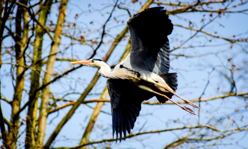 White Black Bird Flying During Daytime photo