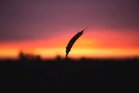 Grain Plant During Sunset photo