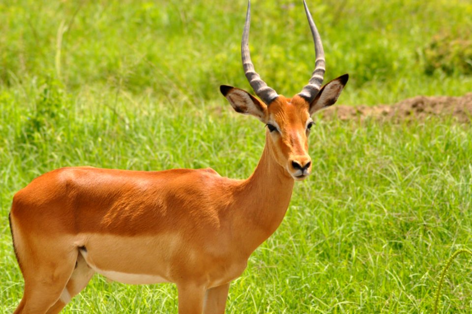 Gazelle In Green Grasses