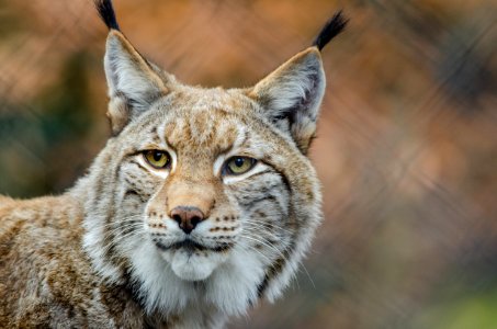 Brown And White Lynx In Close Photography photo