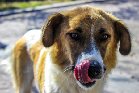 Portrait Of Dog Outdoors