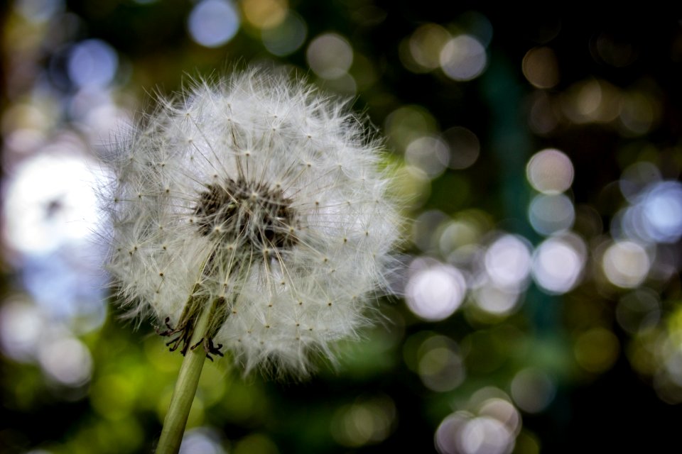 Shallow Focus Photography Of White Dandelion